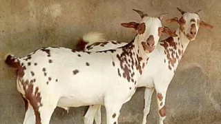 सांकेतिक तस्वीर