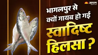 Hilsa Fish in Bhagalpur Ganga: गंगा की तेज धार में मिलने वाली चांदी जैसी चमकीली स्वादिष्ट हिलसा मछली (प्रतीकात्मक तस्वीर