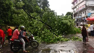 शहर के पानी टंकी से हरिसभा की ओर जाने वाली सड़क पर गिरा पेड़। जागरण