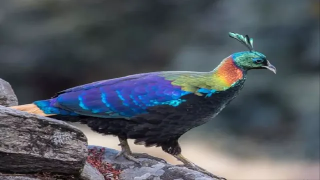 जलवायु परिवर्तन से हिमालयी पक्षी तोड़ रहे ऊंचाई की सीमाएं, गंगोत्री लैंडस्केप मेंसामान्य सीमा से ऊपर मिली 26 प्रजातियां