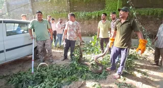 16 फुट लंबे अजगर का 40 फुट ऊंचे पेड़ पर रेस्क्यू। जागरण