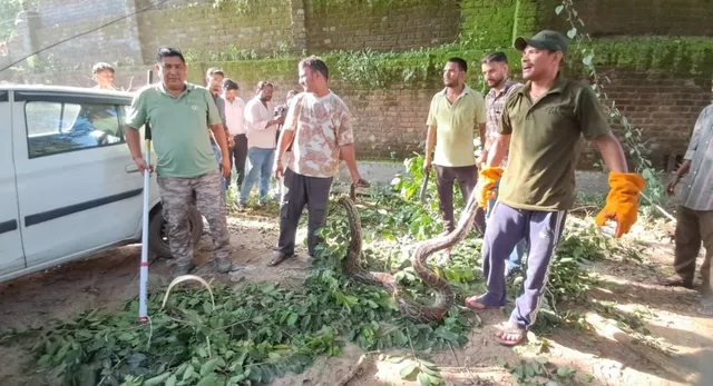 हरिद्वार में दीवार से 40 फुट ऊंचे पेड़ पर चढ़ा 16 फुट लंबा अजगर, छह घंटे चला रेस्क्यू