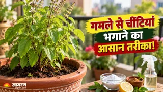 चींटियों के चक्कर में गमला खाली करने की जरूरत नहीं! (Image Source: AI-Generated)