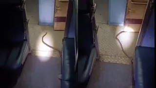 ट्रेन में दिखा सांप। (वीडियो ग्रैब)