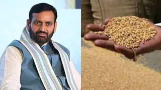अक्टूबर में 23 किलो गेहूं के साथ मिलेगा 12 KG बाजरा। फाइल फोटो