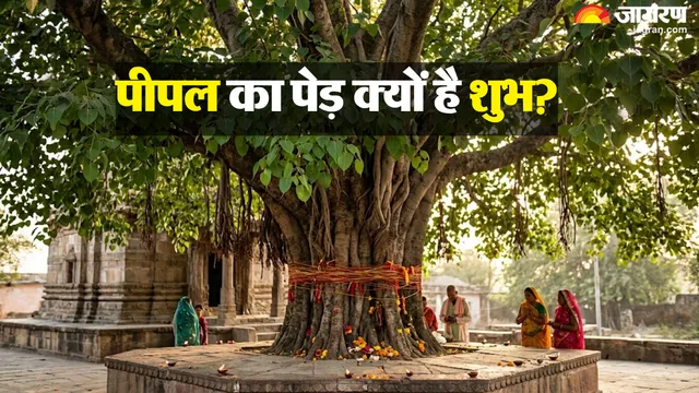 https://www.jagranimages.com/images/2026/09/20/template/image/peepal-ped-significance-1789904621988.webp