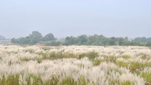 जमुई की 6 नदियों पर जंगली कांसिया घास का कब्जा! पाताल तक सूख रहा पानी, 1300 एकड़ खेती चौपट होने से किसान बेहाल