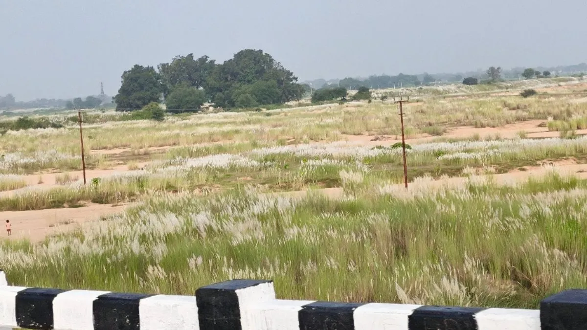 Jamui Rivers Choked by Kans Grass Water Depletion Farm Loss