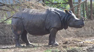 पटना जू में गैंडा। (जागरण)