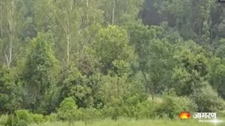 प्रयागराज में वन भूमि घोटाले का मामला शासन तक पहुंच गया है। जागरण आर्काइव