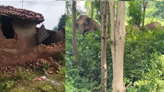 पलमा गांव में क्षतिग्रस्त कच्चे घर और हाथी झुंड। (फोटो जागरण)
