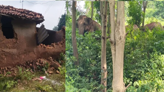 Dhanbad Elephant Attack: पलमा गांव में हाथियों ने मचाया उत्पात, घर तोड़े और फसल रौंदी; 70 हजार रुपये भी गुम
