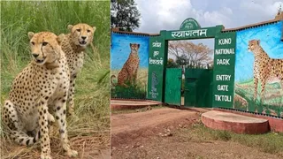 कूनो नेशनल पार्क में भारत में जन्मा केएनजी-23 और बोत्सवाना से लाया गया सीसीबी-4 चीता बने जिगरी दोस्त। (सौजन्य- कूनो प्रबंधन)