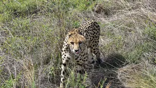 कूनो नेशनल पार्क में चीते की मौत पर आरटीआई कार्यकर्ता का बड़ा दावा