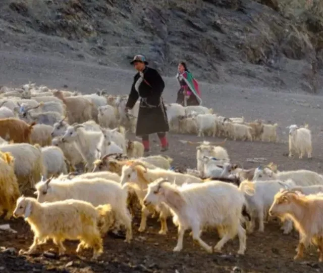 ladakh history (2)