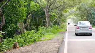 पीटीआर की माला रेंज से गुजरने वाले मार्ग किनारे बैठे बंदर। जागरण