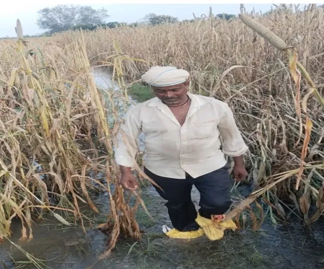 Dholpur Crop Damaged