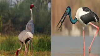 जोधपुर झाल में दिखने वाले विदेश परिंदे।