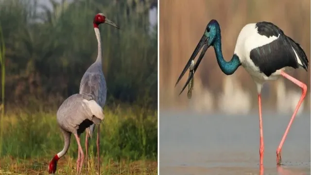 विदेशी परिंदों का आना शुरू, जोधपुर झाल में हो रहीं अठखेलियां; दिल्ली के बर्ड लवर्स के लिए अच्छा ठिकाना