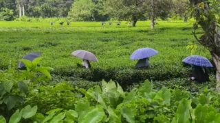 उत्तर बंगाल के बंद चाय बागान खुलेंगे। (पीटीआई)