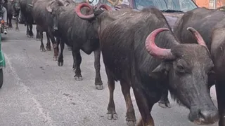 प्रशासन से इन पशुओं के मालिकों पर कार्रवाई करने की मांग। (फाइल फोटो)