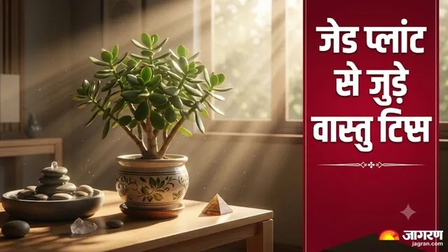 Vastu Tips: जेड प्लांट की पत्तियां पीली होने लगी हैं? जानिए वास्तु दोष के संकेत और इसे बचाने के तरीके