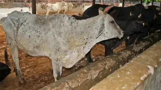 लंपी बीमारी के बाद पशु में कुछ इस प्रकार की गांठें उभर जाती हैं (फाइल फोटो)