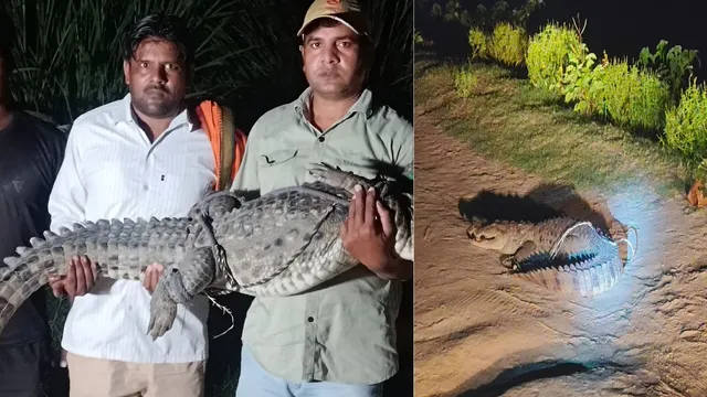 10 फीट का मगरमच्छ तालाब से निकलकर हाईवे पर आ गया, बुलंदशहर में दहशत के बीच लोगों ने दिखाई बहादुरी