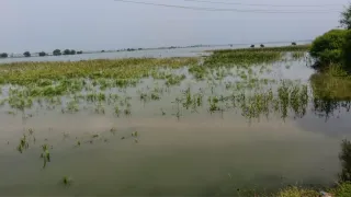 लखीसराय में बाढ़ से 8385 हेक्टेयर फसल बर्बाद
