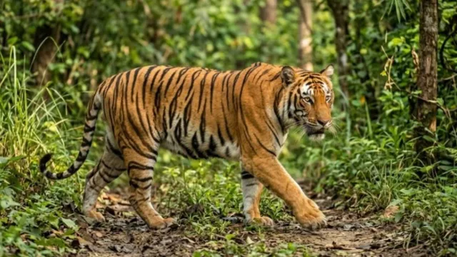 बाढ़ के कारण दुधवा से आबादी की ओर बढ़ रहे बाघ और तेंदुए, ग्रामीणों में दहशत