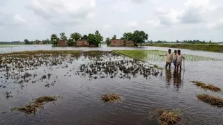 बाढ़ से फसलों का नुकसान। फाइल फोटो