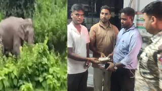 झुंड से बिछड़ा हाथी और मृतक के स्वजन को मुआवजा देते वन विभाग के अधिकारी। (फोटो सौजन्य)