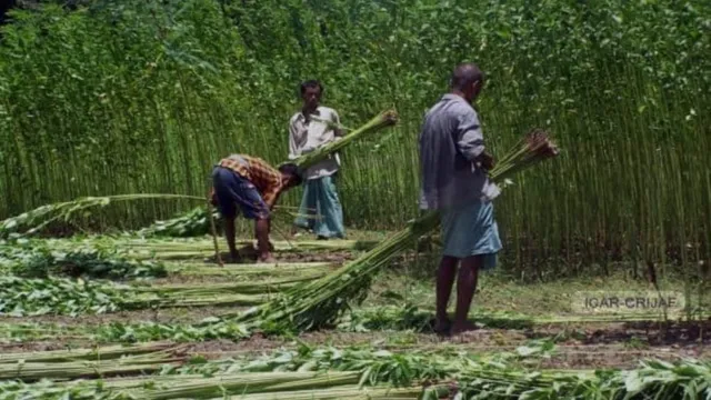 मक्के के राज में 'गोल्डेन फाइबर' की सेंधमारी, सीमांचल के खेतों में फिर लौटा जूट का सुनहरा दौर
