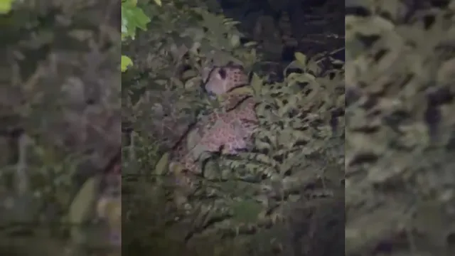 देहरादून के शेरगढ़ में फिर दिखे दो गुलदार, ग्रामीणों में दहशत; वन विभाग की कार्यप्रणाली पर उठे सवाल
