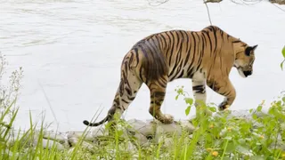 पीलीभीत टाइगर रिजर्व में नहर की पटरी पर बिछाए गए पत्थरों पर पड़े लोहे के जाल के ऊपर से गुजरता बाघ। वीडियो ग्रैब