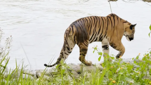 पीलीभीत टाइगर रिजर्व में नहर किनारे बिछा 'लोहे का जाल', बाघों की जान पर मंडराया बड़ा खतरा