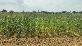 अंतरराष्ट्रीय पहचान बना रहा गया का मिलेट सेंटर। (जागरण)