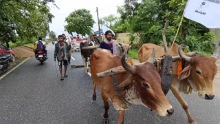 घोड़ाबांधा से सैकड़ों किसान अपने बैलों और बैलगाड़ियों के साथ तीन दिनों की पदयात्रा कर गुरुवार को चाईबासा स्थित उपायुक्त कार्यालय पहुंचे।
