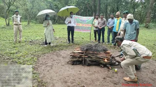 साल वृक्ष को खोखला करने वाले बोरर कीटों का दहन करता वनकर्मी।