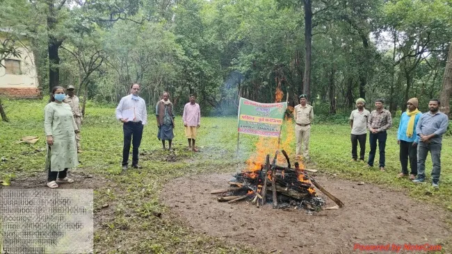 saal borar insect burning 21416