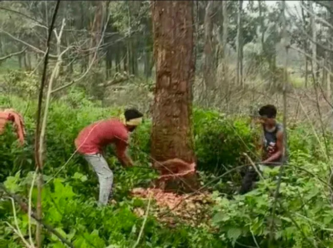 saal tree cutting 2154