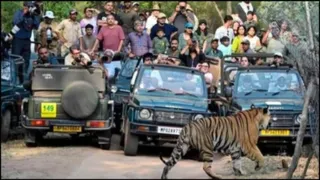 टाइगर सफारी। (फाइल फोटो)