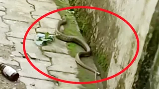 शाहपुर तिगरी स्कूल परिसर में बरामदे के बाहर रेंगता सांप। सौ.वि.