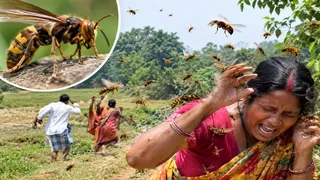 गिरिडीह में बिरनी झुंड के हमले में महिला की मौत। (एआइ फोटो)