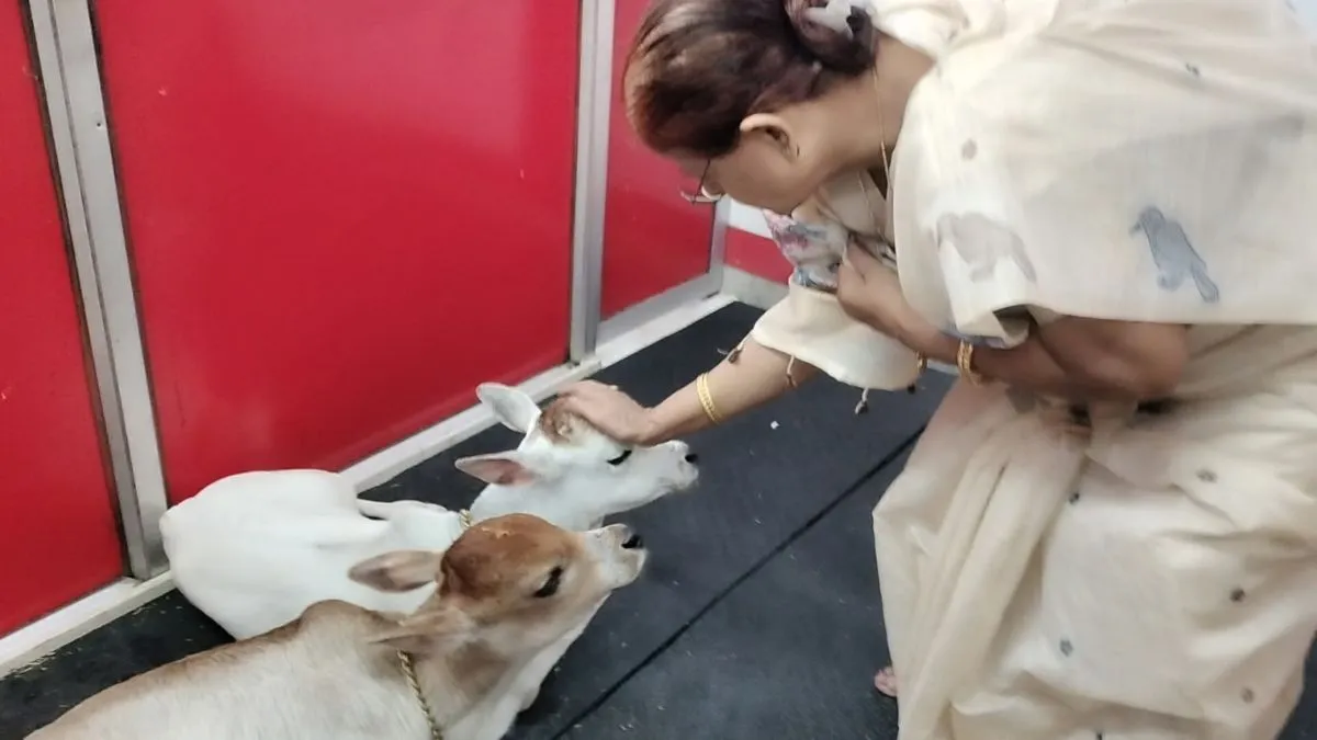 cow 1