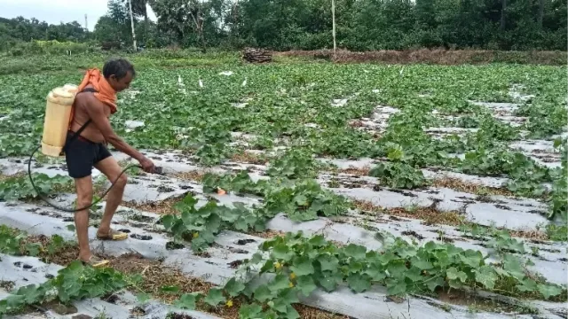 हाइब्रिड के दौर में 'देशी खीरे' की खेती, औरंगाबाद के जनेश्वर मेहता पुरानी विरासत से कर रहे कमाई 
