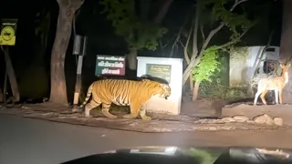 माधोटांडा खटीमा मार्ग पर विचरण करते बाघों के चेहरे पर पड़ रही गाड़ियों की हेडलाइट। स्रोत: इंटरनेट मीडिया
