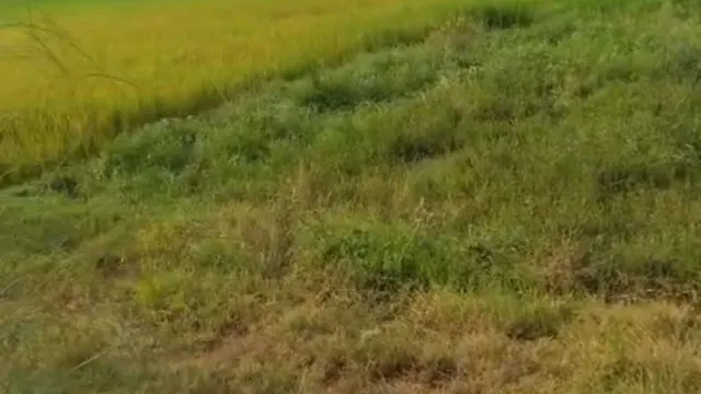 खेत को पिला दी 21 हजार लीटर शराब! बांका में नष्ट की गई मदिरा बहकर खेत में पहुंची, पीली पड़ी धान की फसल