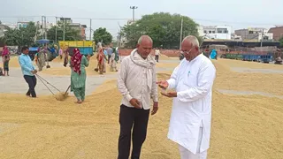 पानीपत मंडी में 1509 बासमती धान की बंपर आवक।