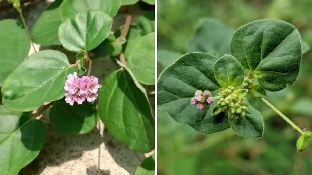 औषधीय ताकत की खान है खेतों में उगने वाली पुनर्नवा, किडनी-लिवर की संजीवनी; बिसकपरा नाम से भी होती पहचान